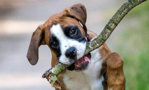 - Ikke kast pinne til hunden, advarer britisk veterinærorganisasjon