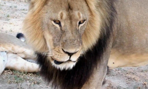 Amerikansk mann er siktet for å ha drept løven Cecil (13)