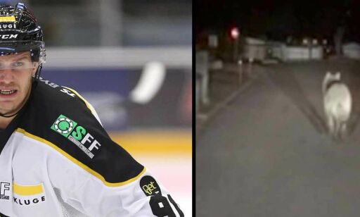 Hockey-proff Tommy ble skremt - av ulv i hagen