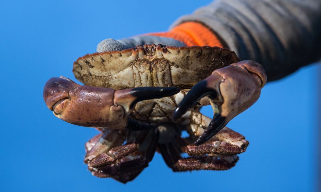 Nervegift funnet i norske krabber: - Aldri sett så høye verdier