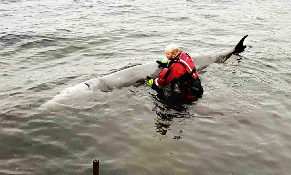 La hvalen få spise plastposer hvis den selv ønsker det!