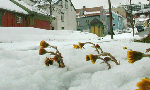 Varsler enda mer snø denne uka - men så vil våren trolig vise seg