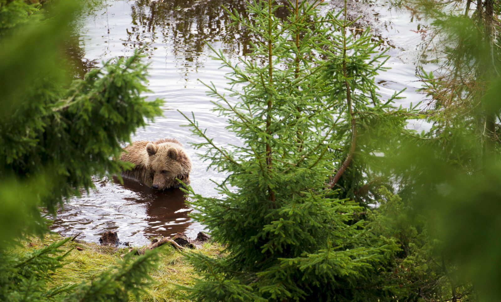 BAMSE BRAKAR: I Orsa Rovdjurspark møter du dyrene i sitt naturlige miljø. Foto: Orsa Rovdjurspark BAMSE BRAKAR: I Orsa Rovdjurspark møter du dyrene i sitt naturlige miljø. Foto: Orsa Rovdjurspark