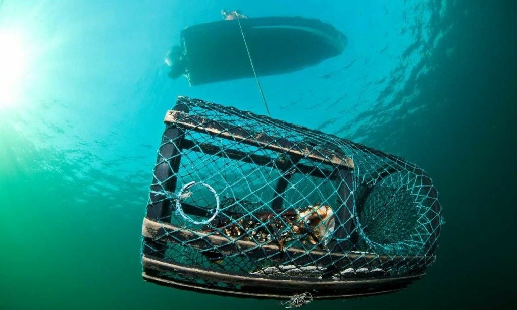 Tusenvis av teiner blir liggende på bunnen og fange dyr