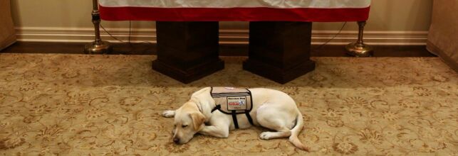 Presidentens hjelpehund rører USA: «Oppdrag utført»