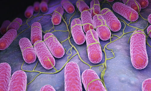 Salmonella-alarm: - Trolig mat som er kilden